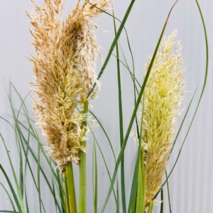 Cortaderia 'Tiny Pampa' (Pampasgras)