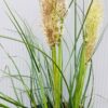 Cortaderia 'Tiny Pampa' (Pampasgras)