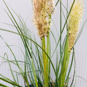 Cortaderia 'Tiny Pampa' (Pampasgras)