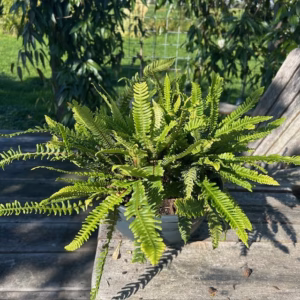 Blechnum Spicant (Buitenvaren)
