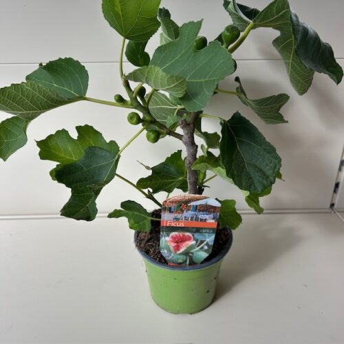 Ficus carica (Vijgenboom) 'Brown Turkey'