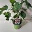Ficus carica (Vijgenboom) 'Brown Turkey'