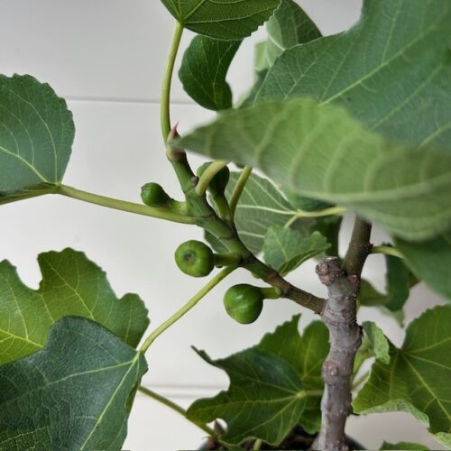 Ficus carica (Vijgenboom) 'Brown Turkey'