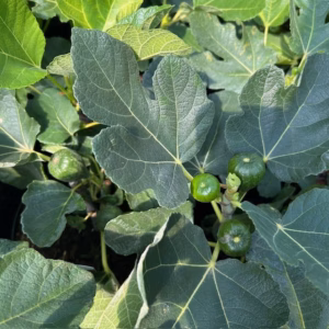 Ficus carica (Vijgenboom) 'Brown Turkey'