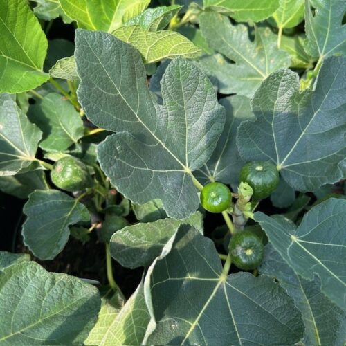 Ficus carica (Vijgenboom) 'Brown Turkey'