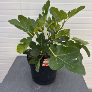 Ficus carica (Vijgenboom) 'Brown Turkey'
