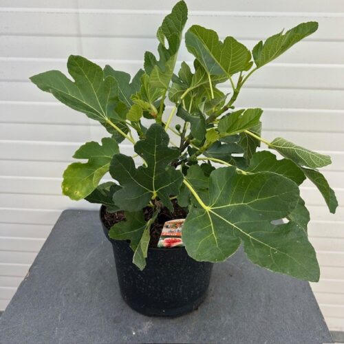 Ficus carica (Vijgenboom) 'Brown Turkey'
