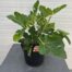 Ficus carica (Vijgenboom) 'Brown Turkey'