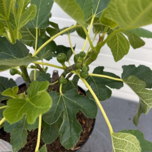 Ficus carica (Vijgenboom) 'Brown Turkey'