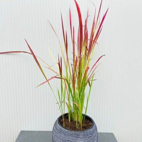 Imperata 'Red Baron' (Bloedgras)