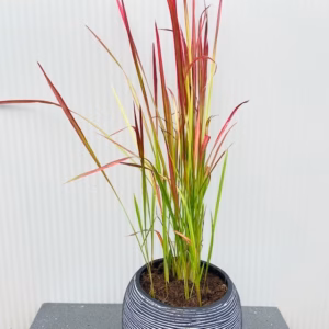 Imperata 'Red Baron' (Bloedgras)