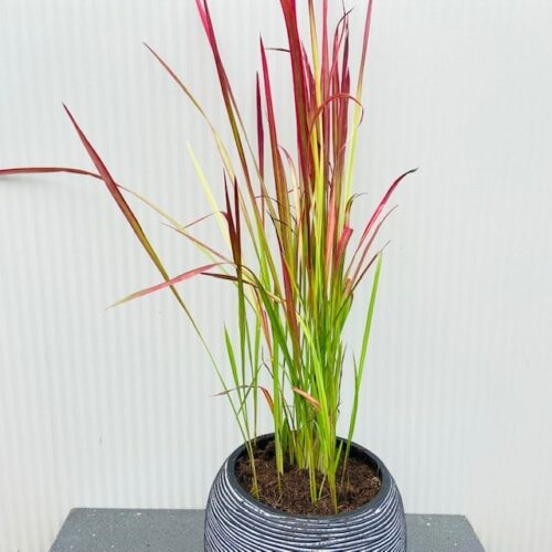 Imperata 'Red Baron' (Bloedgras)