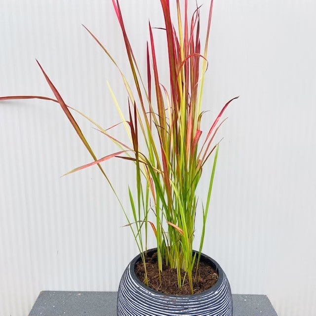 Imperata 'Red Baron' (Bloedgras)