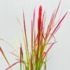 Imperata 'Red Baron' (Bloedgras)