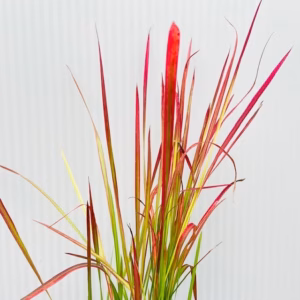 Imperata 'Red Baron' (Bloedgras)