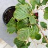 Hamamelis (Toverhazelaar) rood