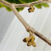 Hamamelis (Toverhazelaar) rood