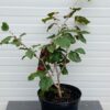Hamamelis (Toverhazelaar) rood