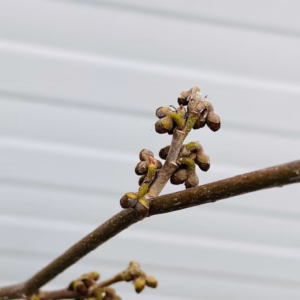 Hamamelis (Toverhazelaar) geel