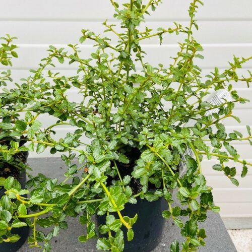 Ceanothus thyrsiflorus repens (Amerikaanse sering)