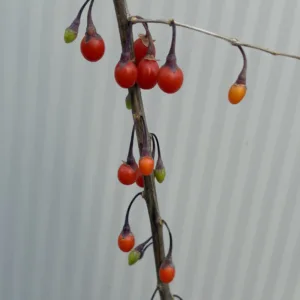 Lucyium Goijbes