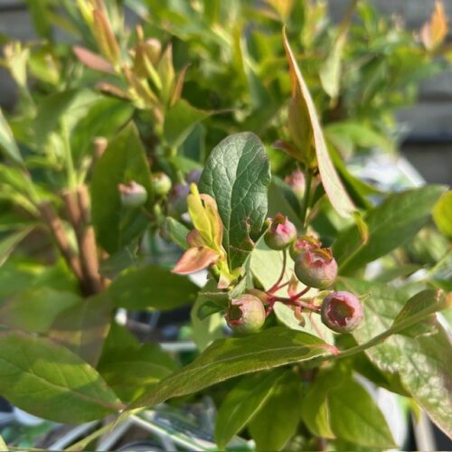 Vaccinium Bluecrop (Blauwe bes)