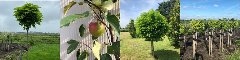 Een boom planten