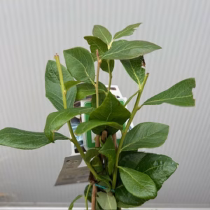 Vaccinium Duke (Blauwe bes)