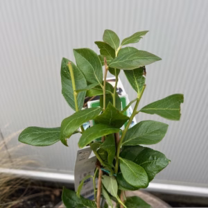 Vaccinium Duke (Blauwe bes)