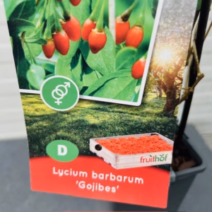 Lucyium Goijbes