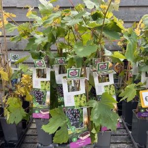 Vitis Heike 40 cm (pitloze druif)