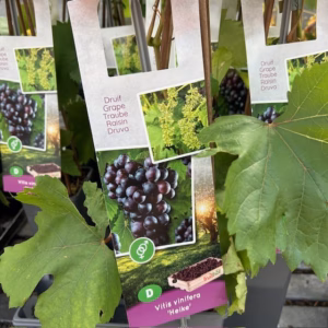 Vitis Heike 40 cm (pitloze druif)