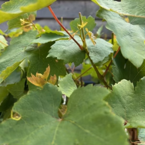 Vitis Heike 40 cm (pitloze druif)