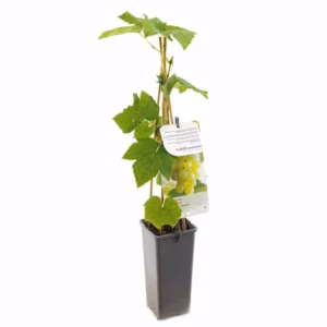 Vitis Himrod 40 cm