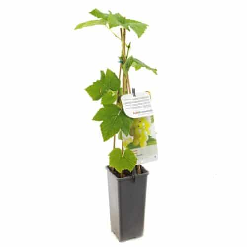 Vitis Himrod 40 cm