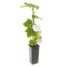 Vitis Himrod 40 cm