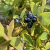 Lonicera kamtchatika (Honingbes)