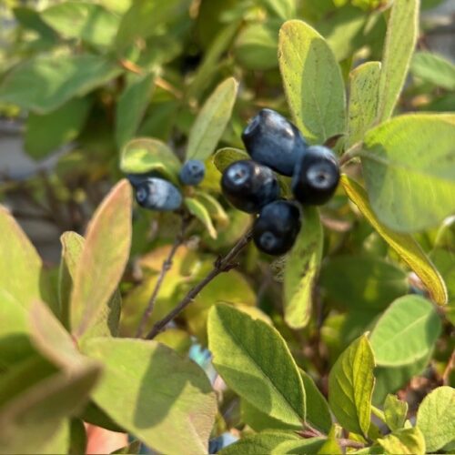 Lonicera kamtchatika (Honingbes)