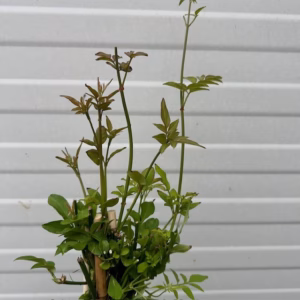 Jasminum officinale wit (Gewone Jasmijn)
