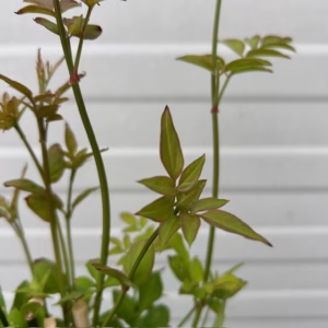 Jasminum officinale wit (Gewone Jasmijn)