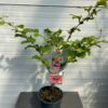 Hamamelis 'Diane' (Toverhazelaar) rood