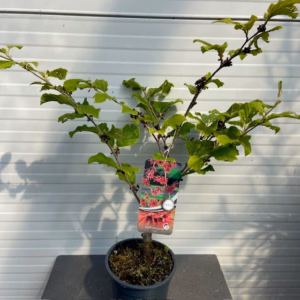 Hamamelis 'Diane' (Toverhazelaar) rood