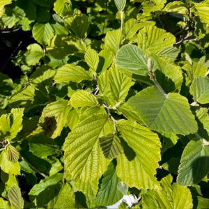 Hamamelis 'Diane' (Toverhazelaar) rood