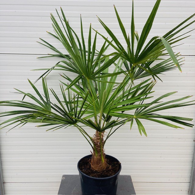 Trachycarpus fortunei 80 cm