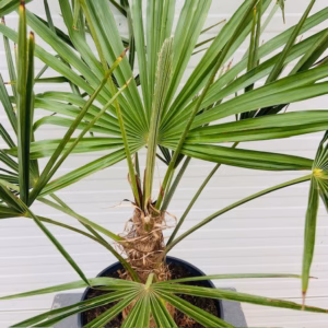 Trachycarpus fortunei 80 cm