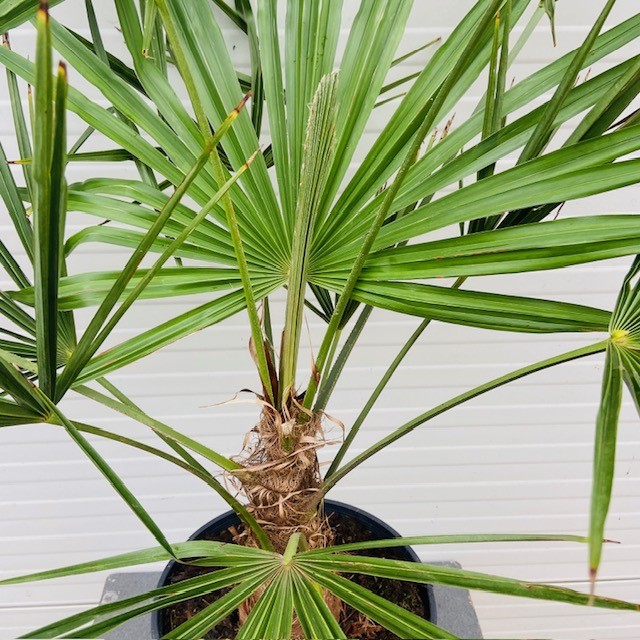 Trachycarpus fortunei 80 cm