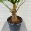 Trachycarpus fortunei 80 cm
