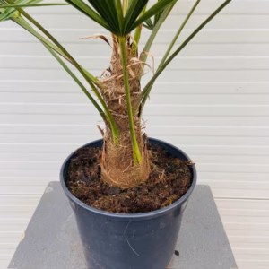 Trachycarpus fortunei 80 cm