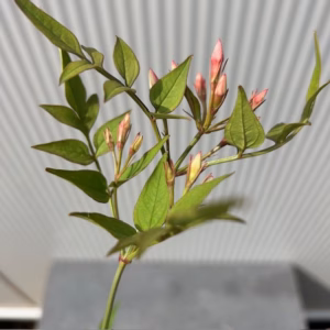 Jasminum officinale wit (Gewone Jasmijn)