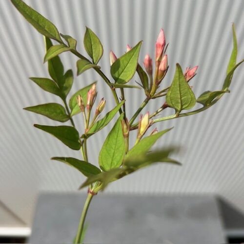 Jasminum officinale wit (Gewone Jasmijn)